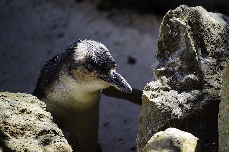 st kilda beach penguins